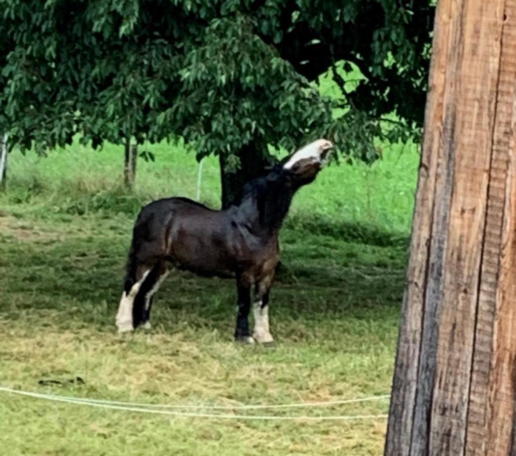 Au Pre Des Chevaux Bed and Breakfast Chateau-d'Oex Buitenkant foto
