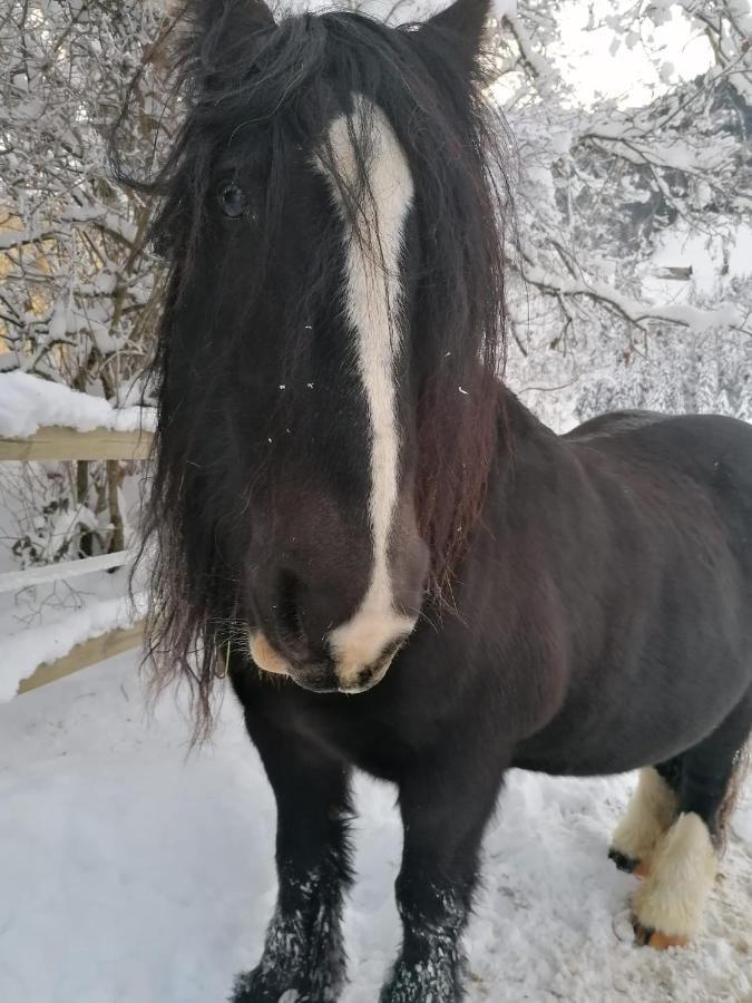 Au Pre Des Chevaux Bed and Breakfast Chateau-d'Oex Buitenkant foto
