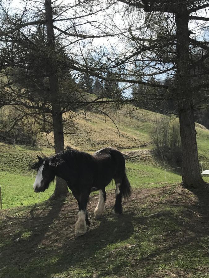 Au Pre Des Chevaux Bed and Breakfast Chateau-d'Oex Buitenkant foto